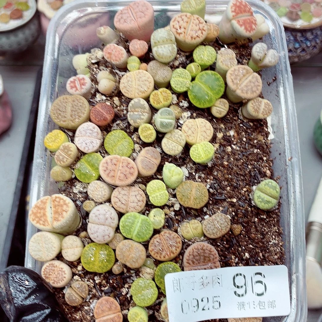 生石花满18包邮0925-96
