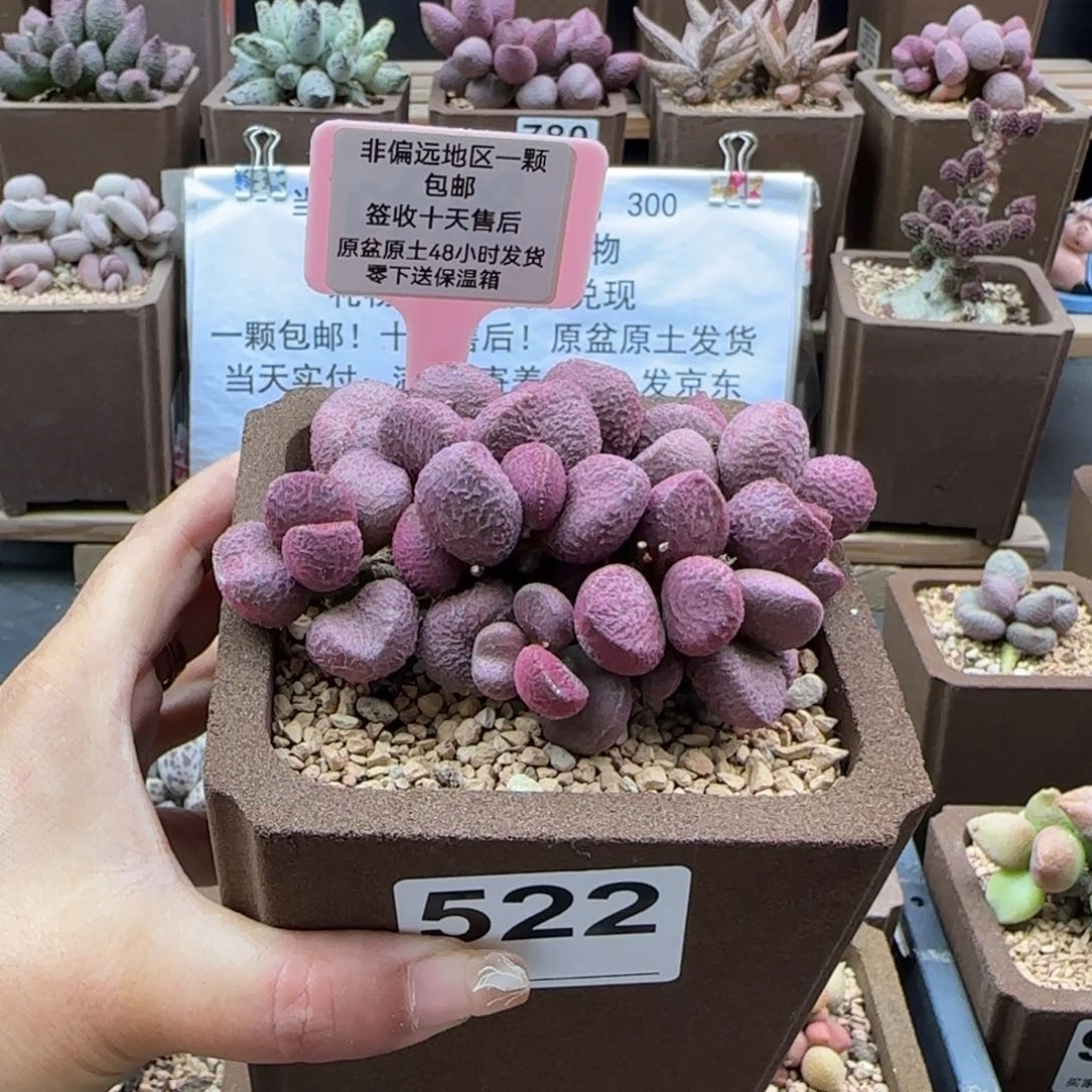 ?****丶522夏娃多肉植物