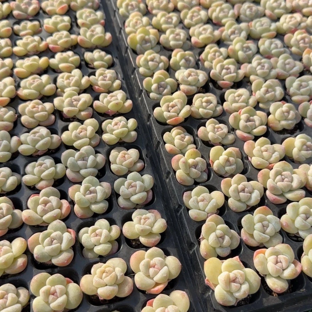 20颗一冰糖心单头特价