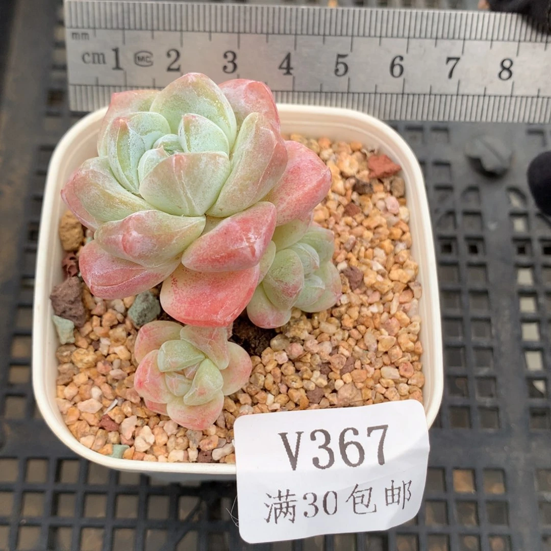 367。老桩糖心冰玉。三头。