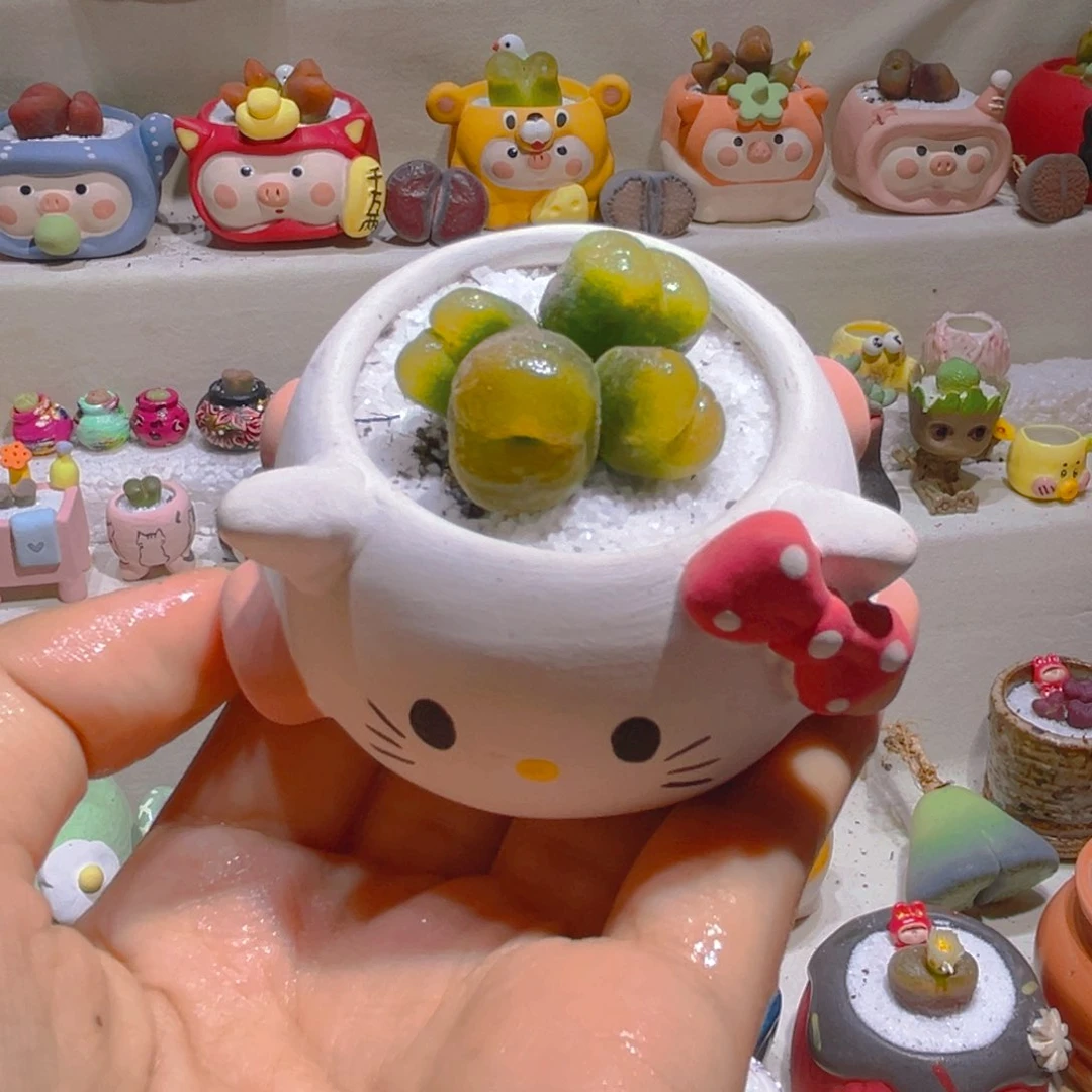 152高端多肉带盆带土手工盆