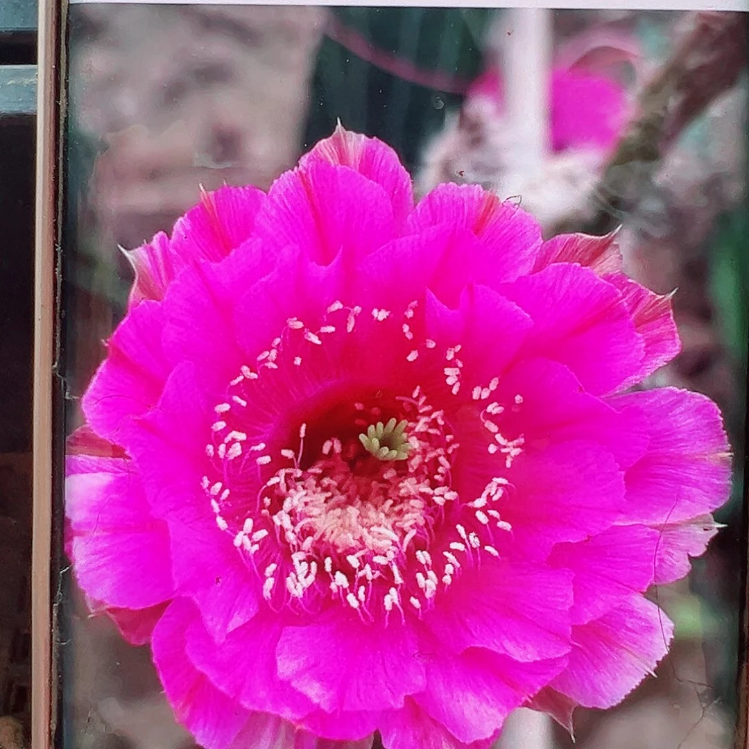 彩草切分音侧芽 20 包邮