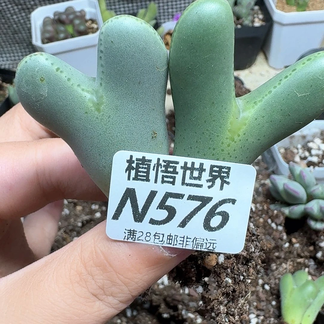 多肉植物的润泽法vhj