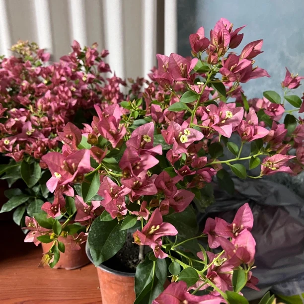 新疆包邮！卡亚塔三角梅四季开花室内盆栽好养活适合阳台庭院