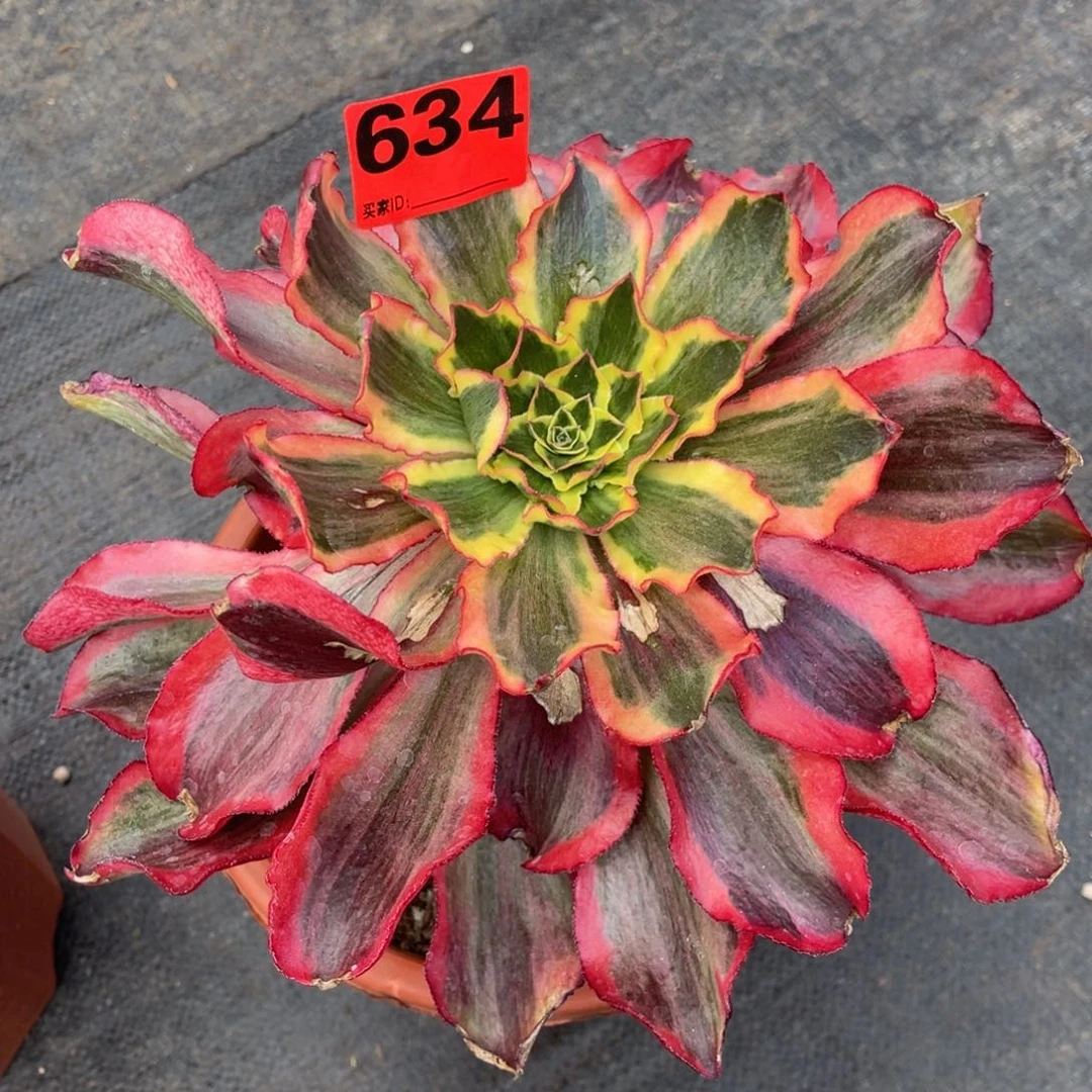 鲸*?634多肉法师魅影