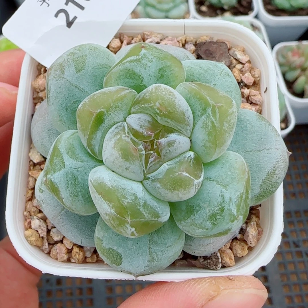 孤品福利，2162多肉植物