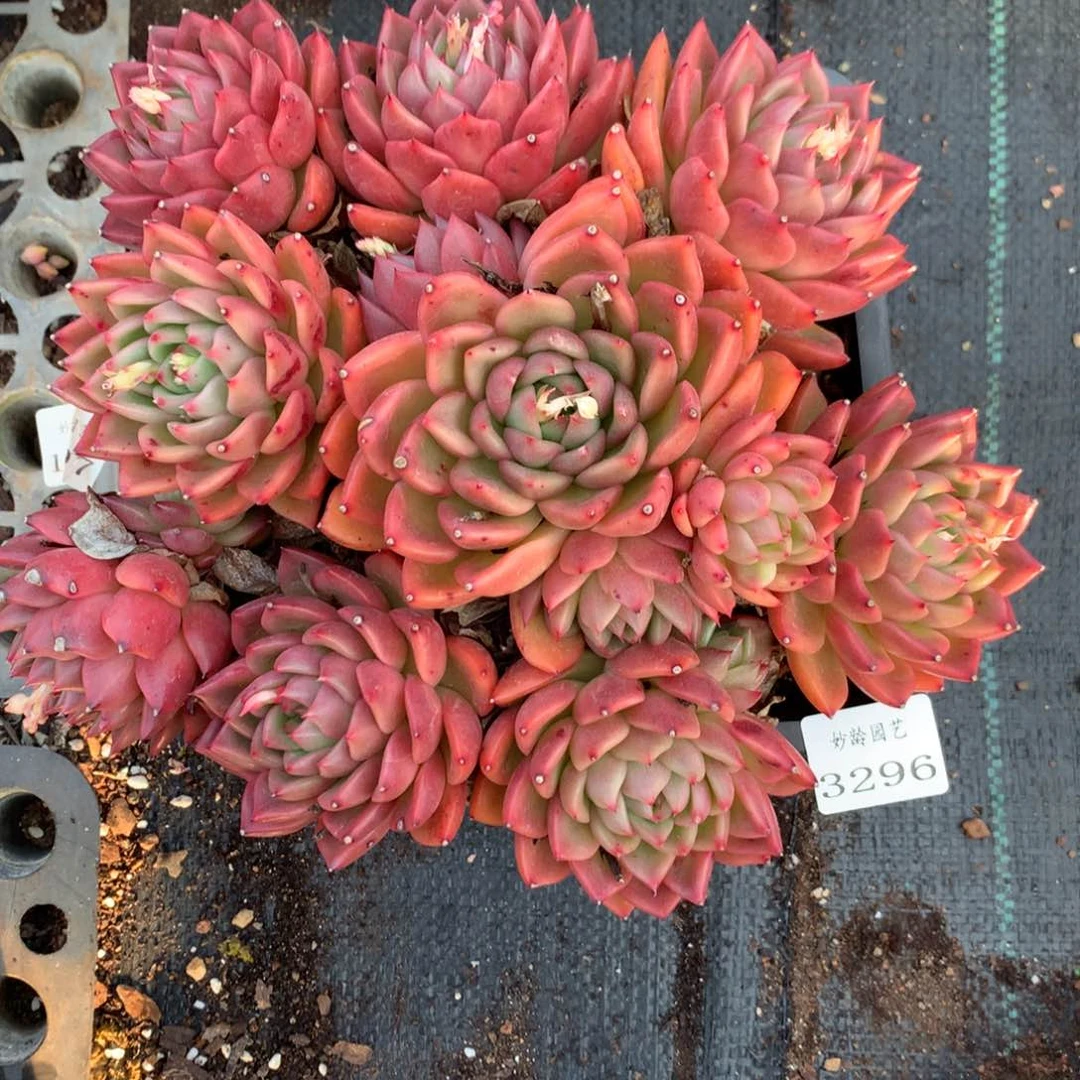 3296杂交精品基地23厘米