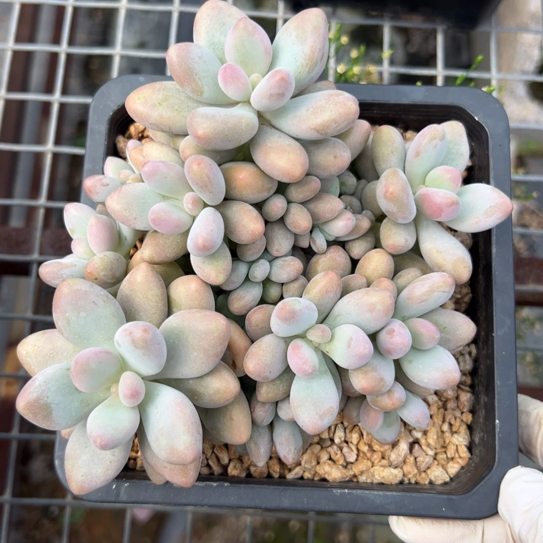 蜜多丽1111111111111