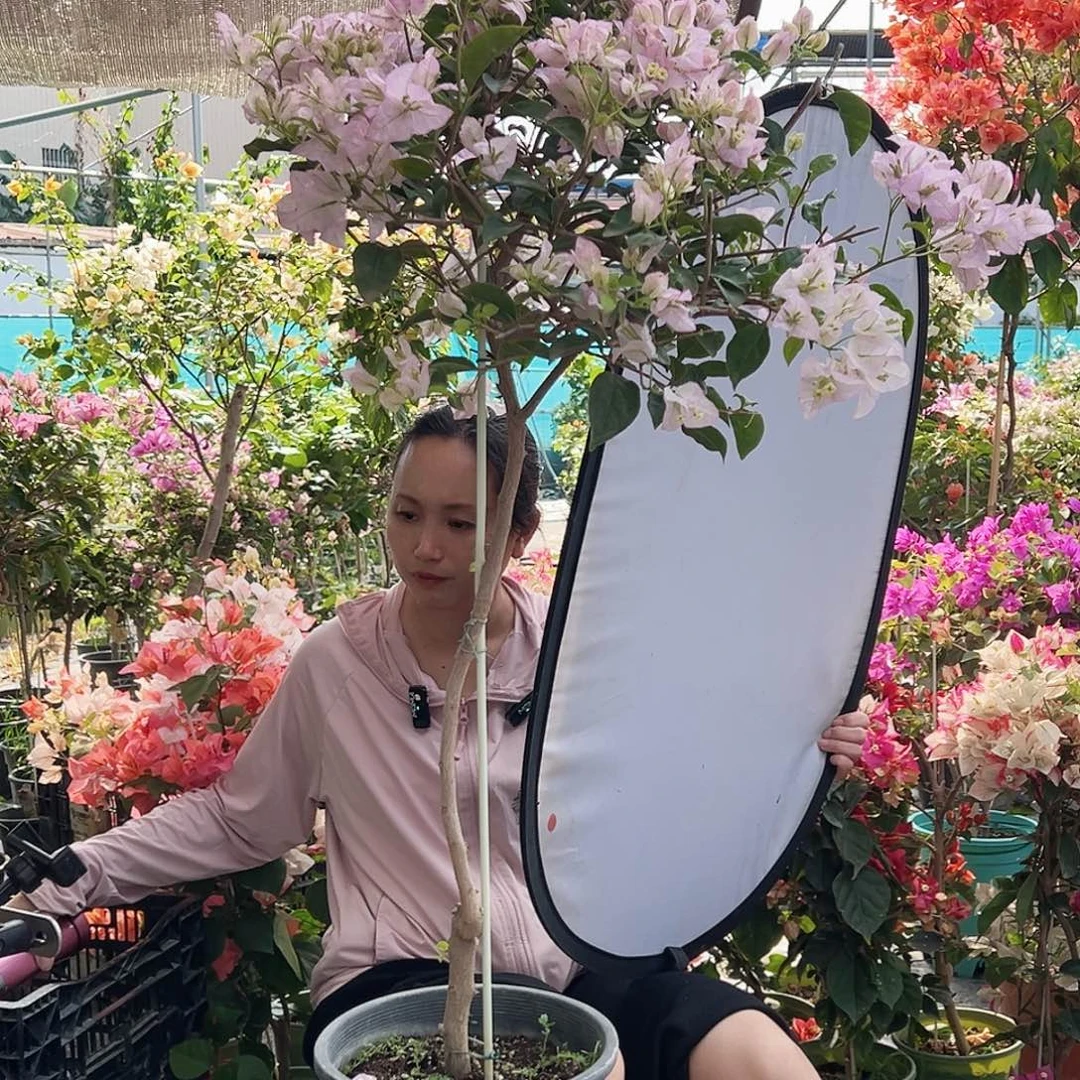 杨***园大部分花苞少量开放J5丽娜