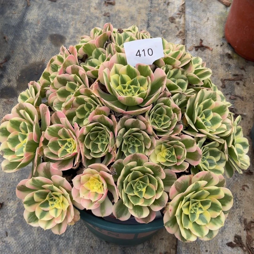 410粉水晶精品法师多肉