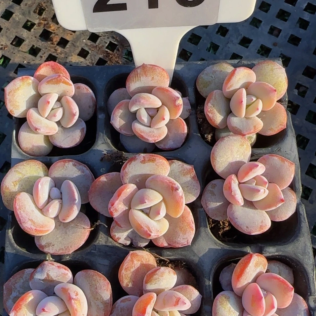 210号一物一拍特价福利