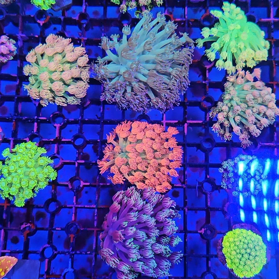 绵***绵纽扣珊瑚马卡龙珊瑚