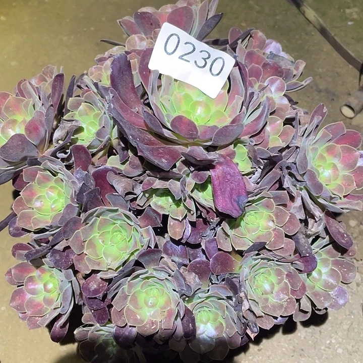 多肉植物法师230花呐