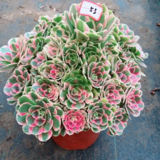 兰***店无花朵女郎法师多肉植物53号