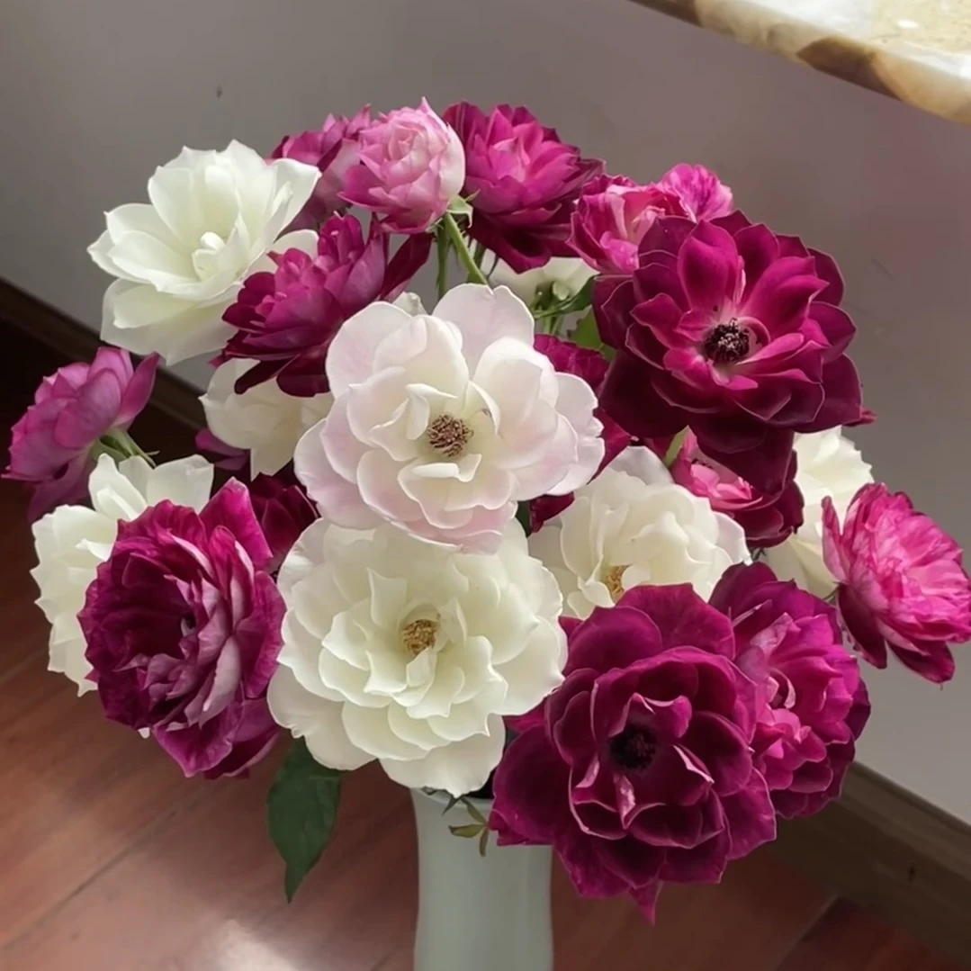 邵掌柜【三色冰山】稀有玫瑰 云南高品质鲜切花，品质优选 顺丰发货