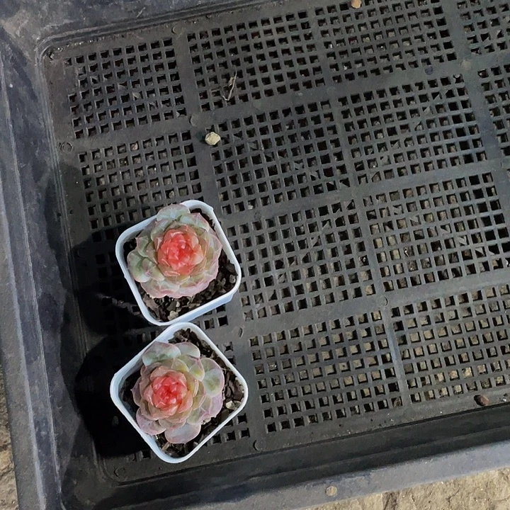 熬***、77号筐带盆土发货