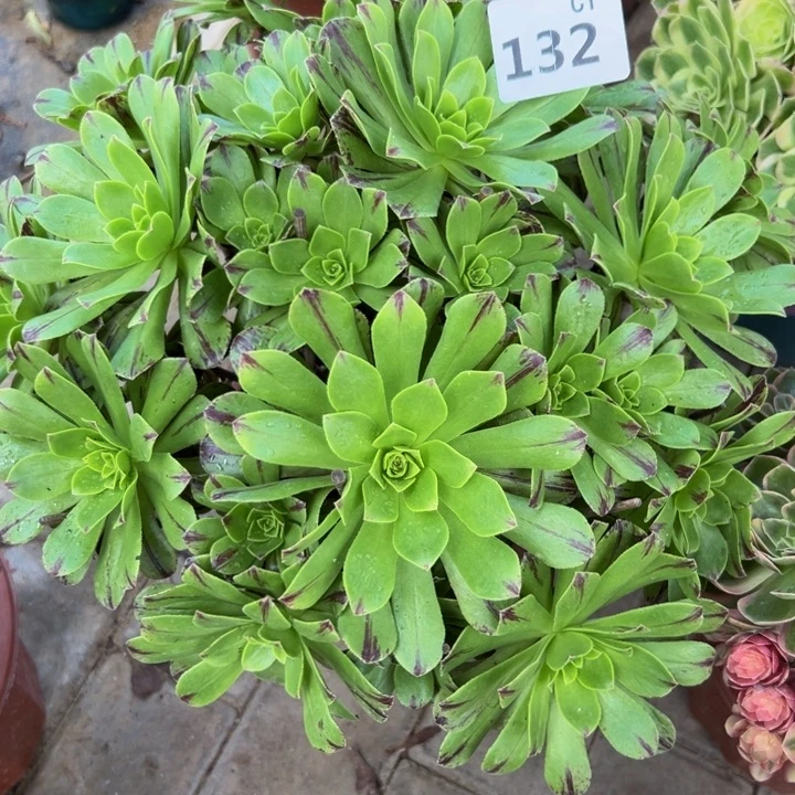 必火132。