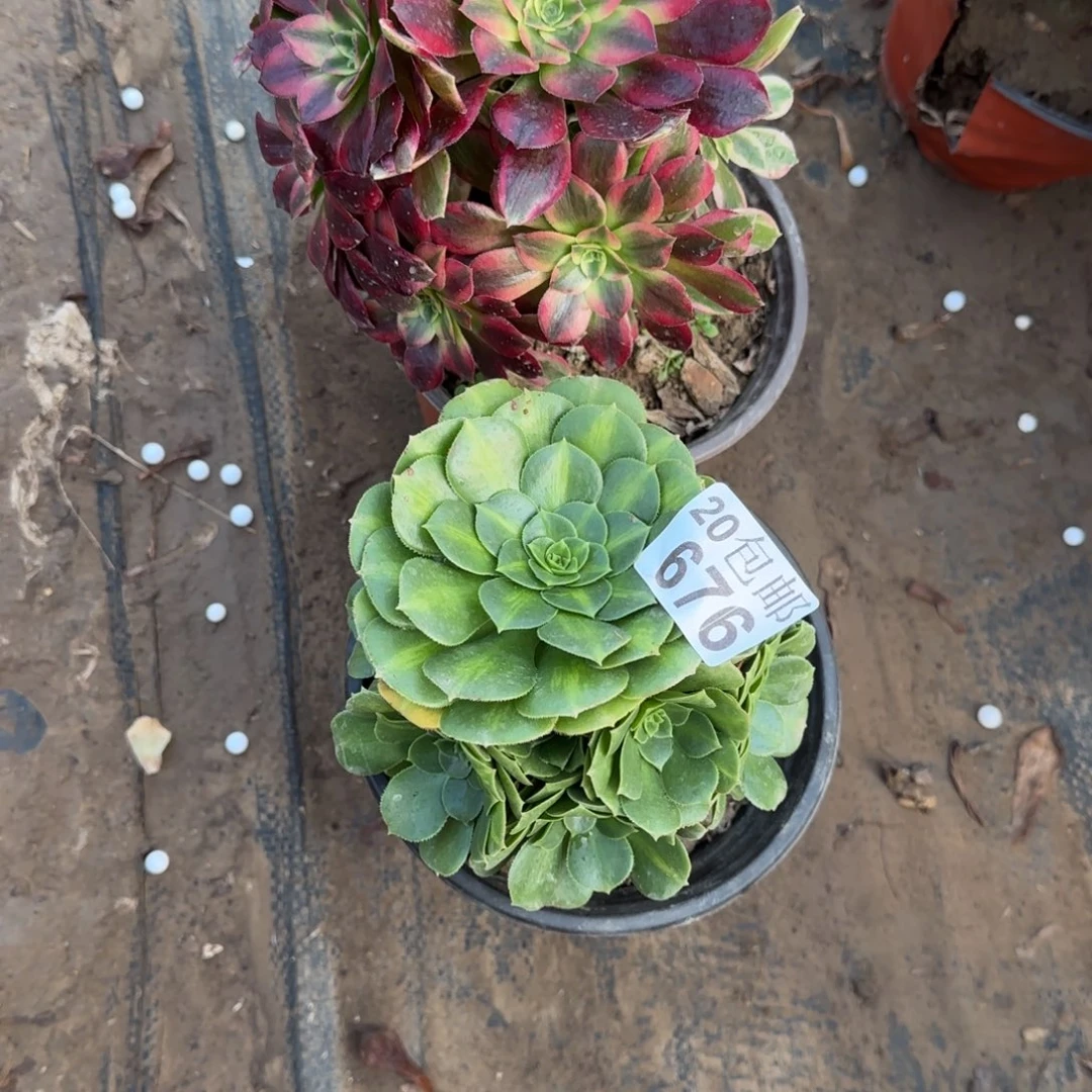 多肉657+676满20包邮断枝不包