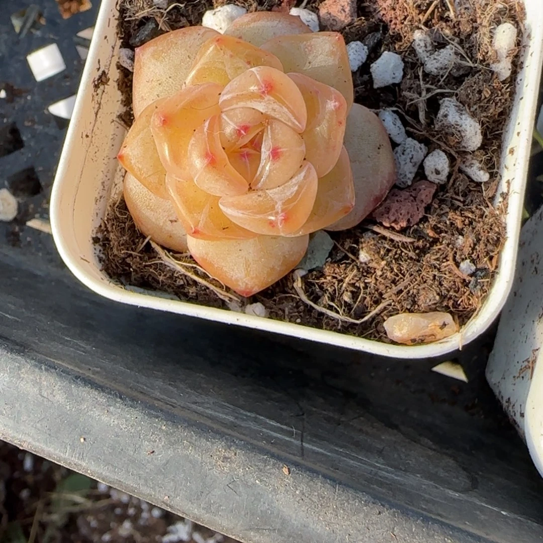 多肉小卡拉米糖心一物一拍