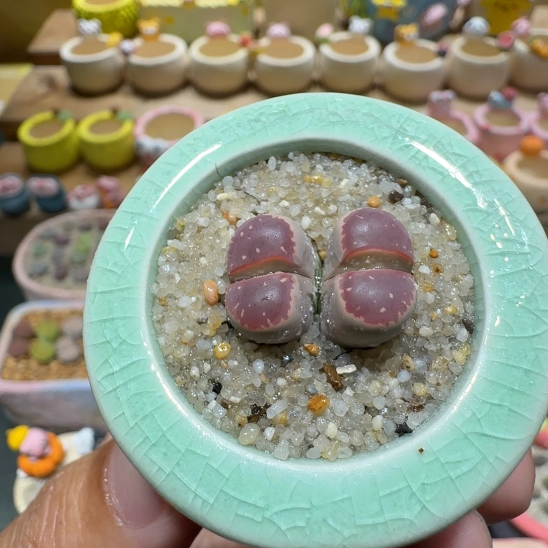 蘑菇1139红橄榄多肉植物