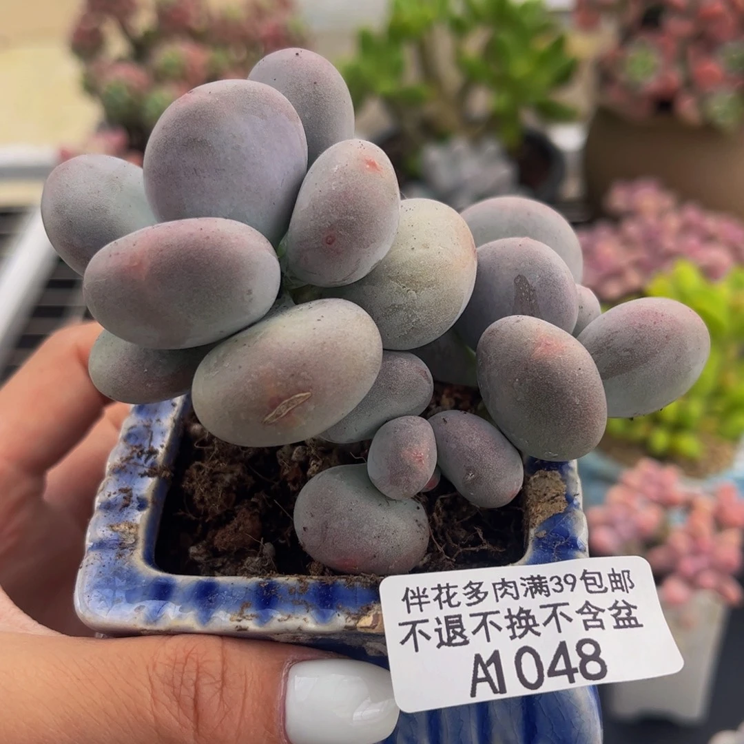048-黄金大叶奶酪多肉7cm