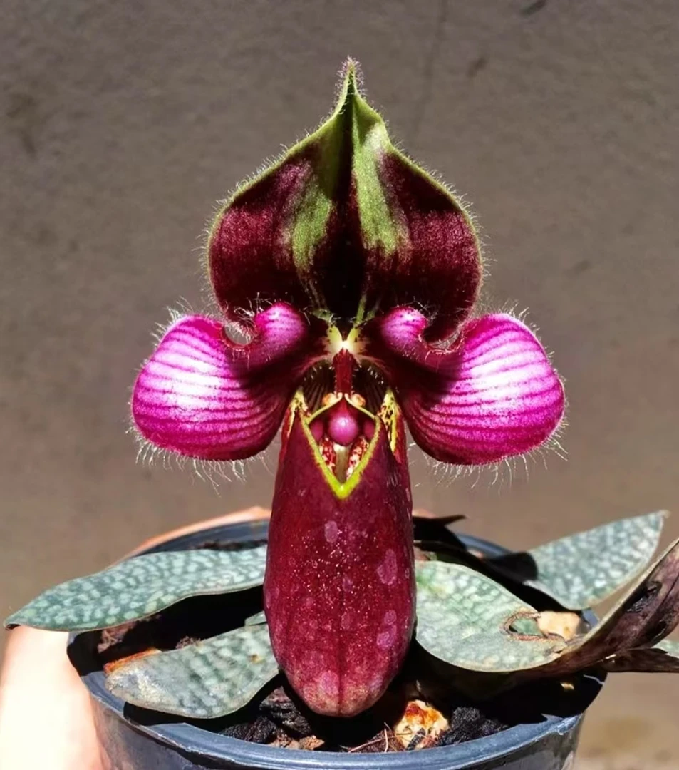 咪咪兜兰盆栽好养活易复花花期长室内观花绿植花卉