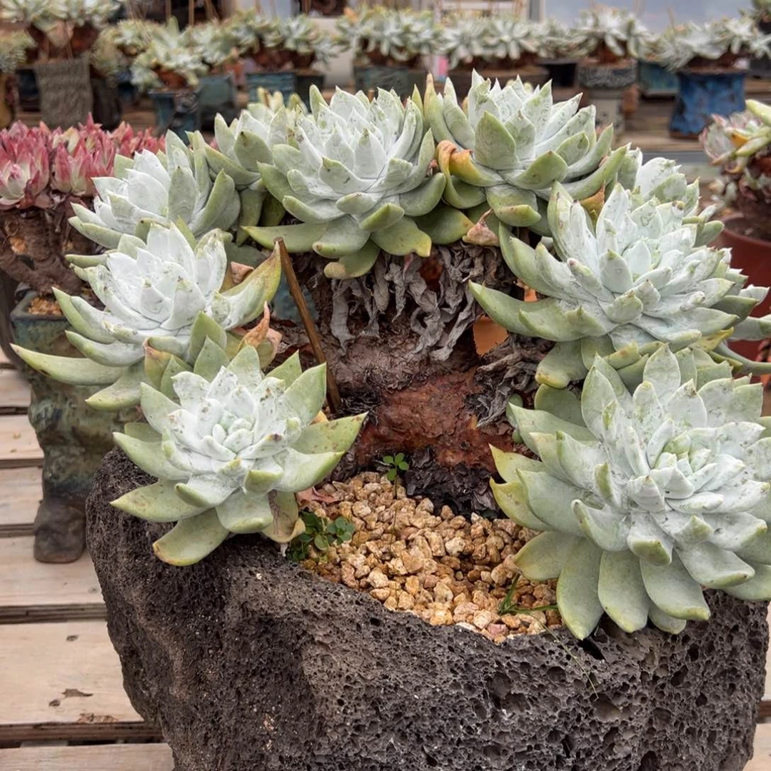 ?****m4912哈哈哈哈哈哈哈