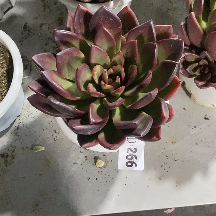 敏***姐266丰沛玫瑰多肉植物