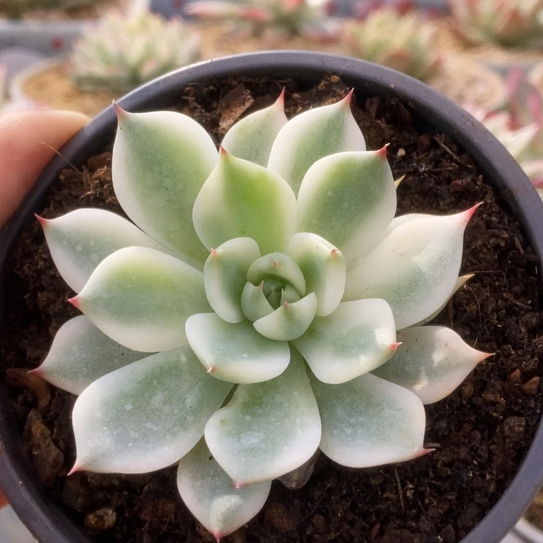 142锦锦锦锦锦锦锦锦