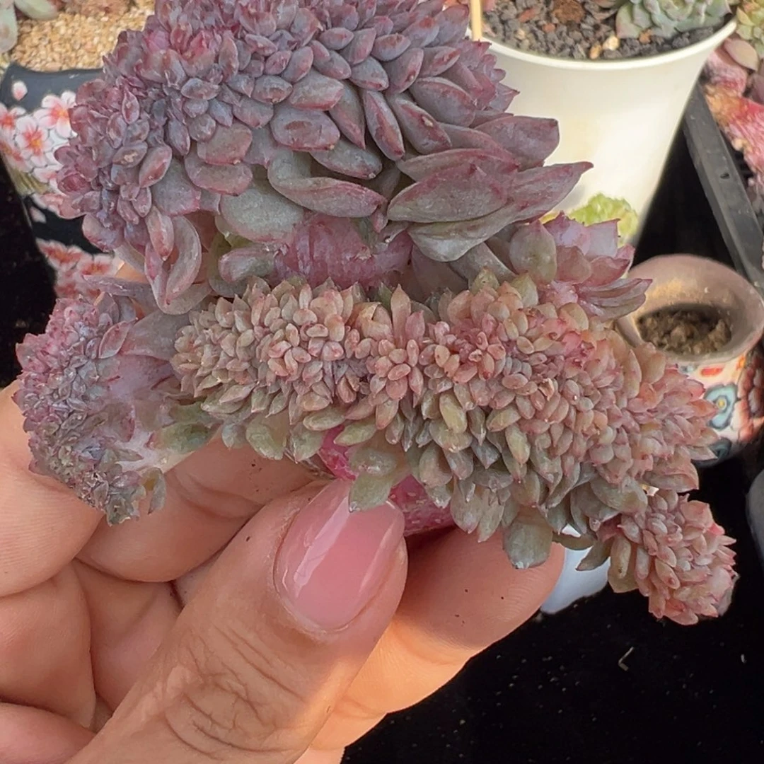 新年快乐 新年快乐