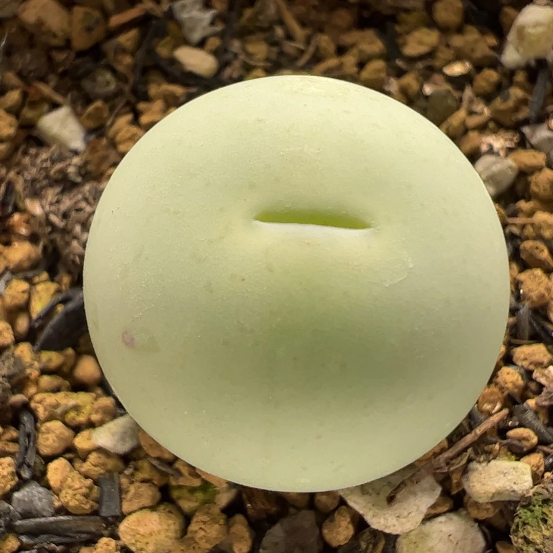 H****多肉植物百科45号