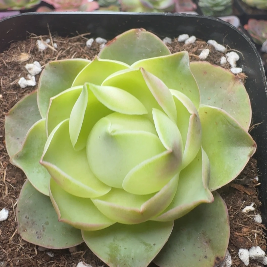 精控老桩-128-冠幅  7CM