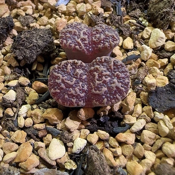 ⸝***⋆99福利福利福利福利