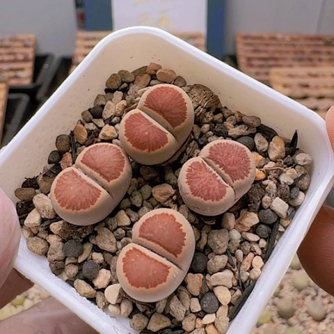 2203菊红窗菊花纹全窗带盆特价