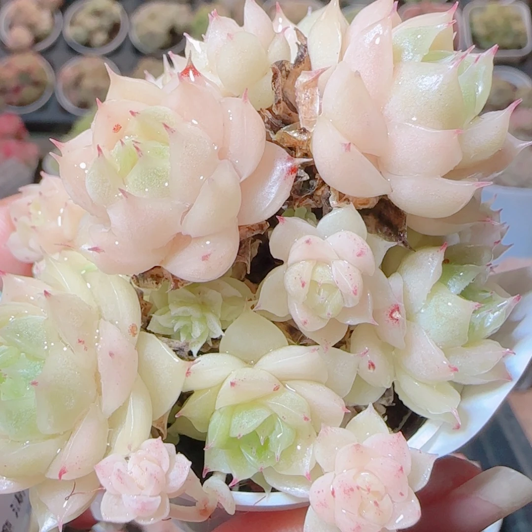 花语逸镜1117-445散