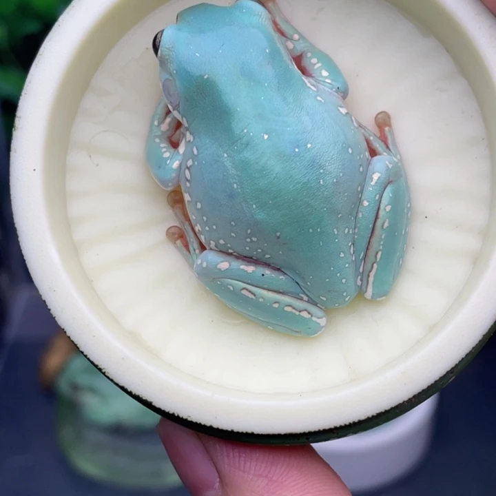 老爷树蛙12号私藏马卡龙