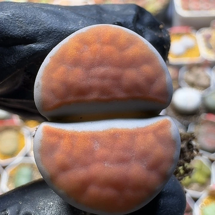 生石花11211。  丝绒质地。   327