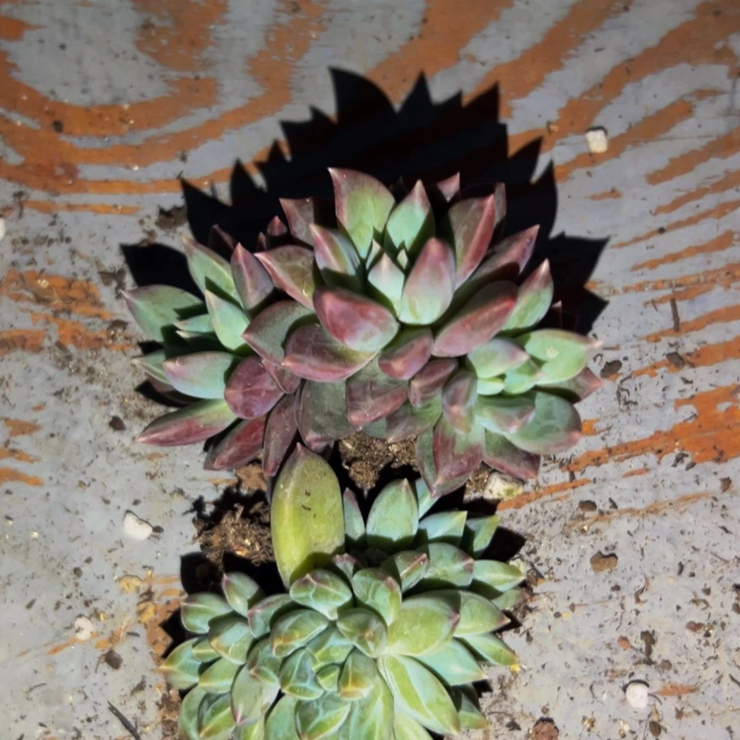 美人系精品多肉植物