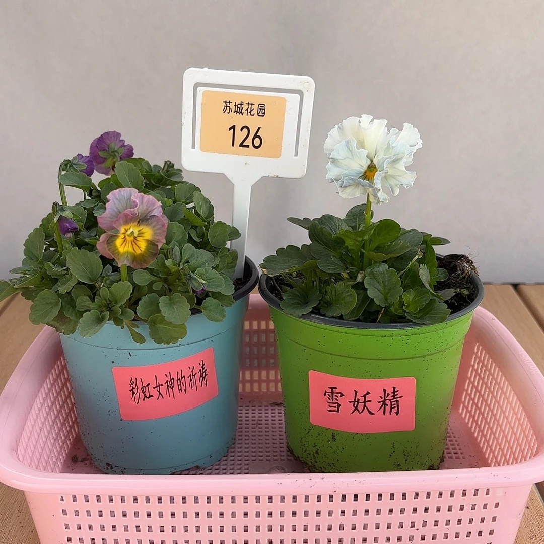 大部分开放少量花苞126