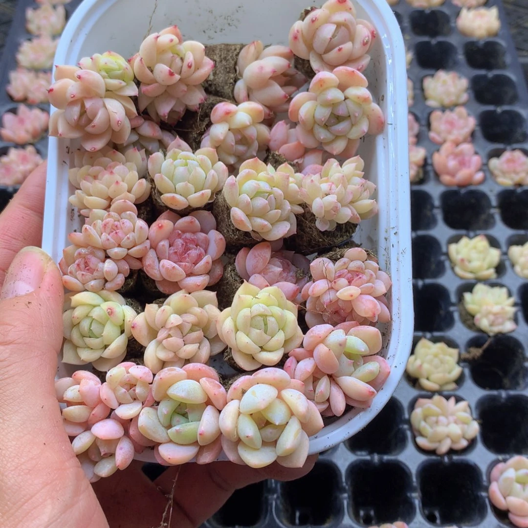 反反复复还是很开心的003