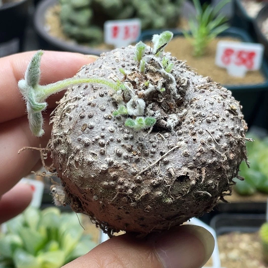 多肉植物断崖女王