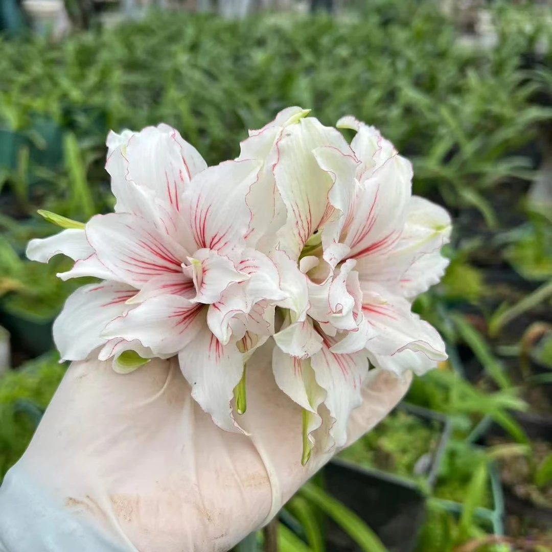 S孤挺花园 Bình An006 裸球