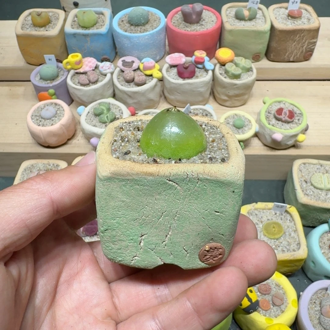 红陶蔡*宝蘑菇1220灯泡