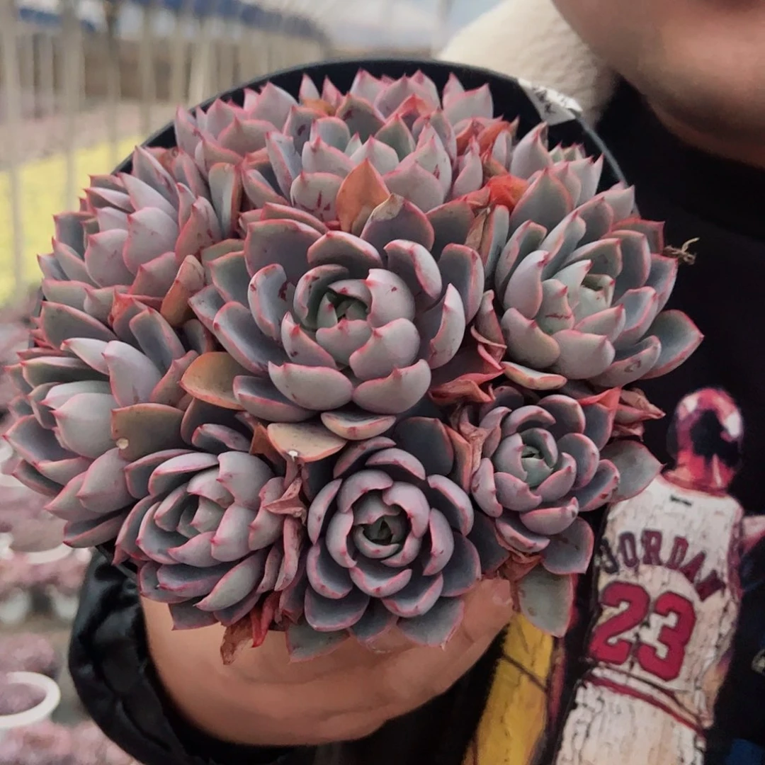 赫拉八头群生手捧多肉