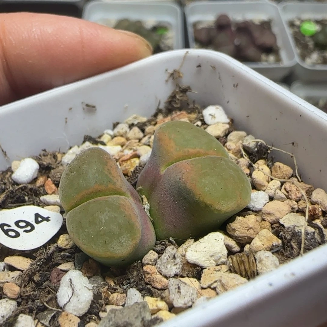 蛋***宝专拍漂亮多肉植物694