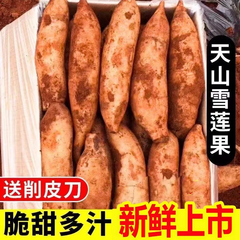 【坏果包赔】云南天山雪莲果应季新鲜黄心水果脆甜爽口雪连果一整箱