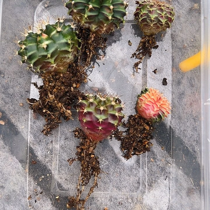 米***修当前无花栽培后可以开花745