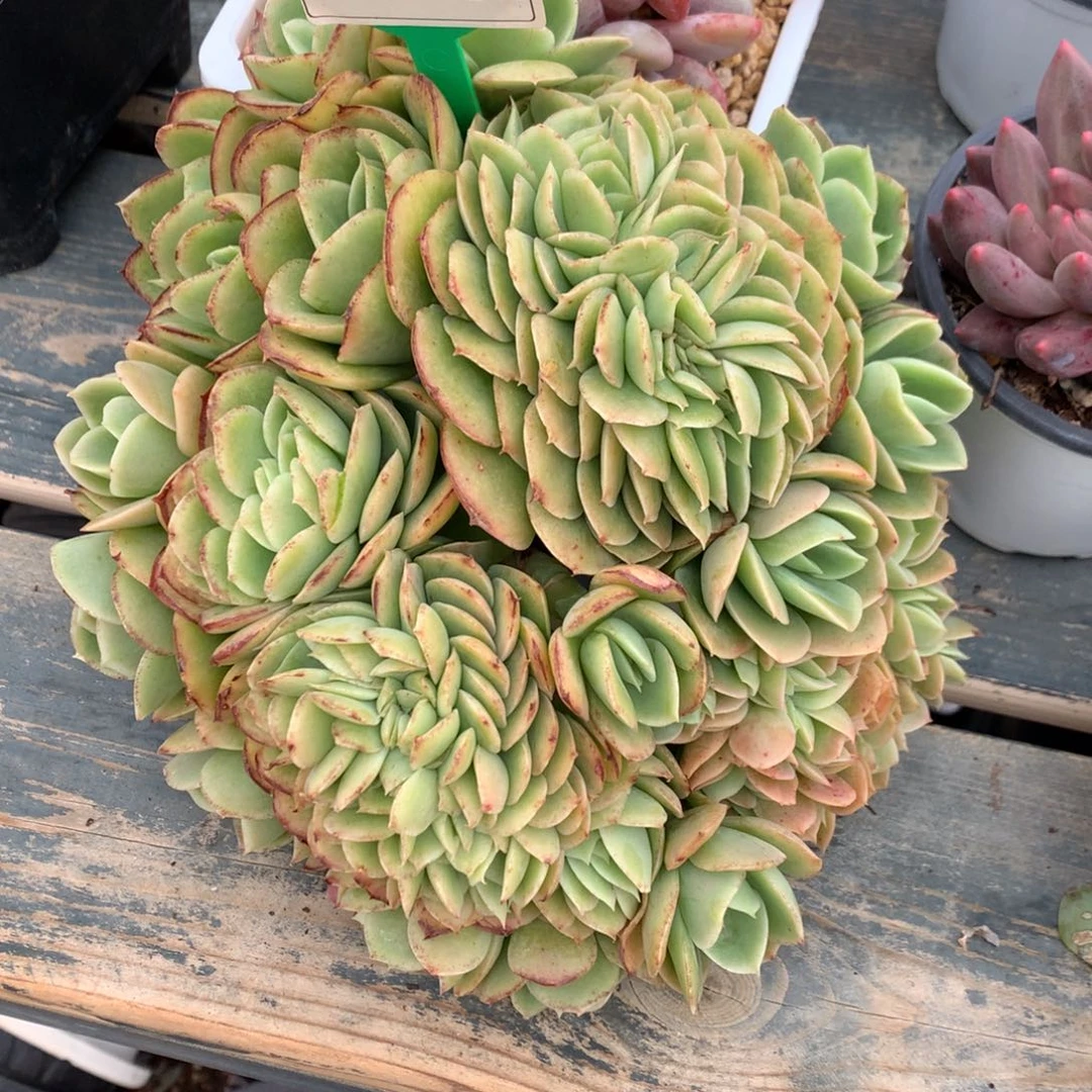 星娜塔朵朵一物一拍