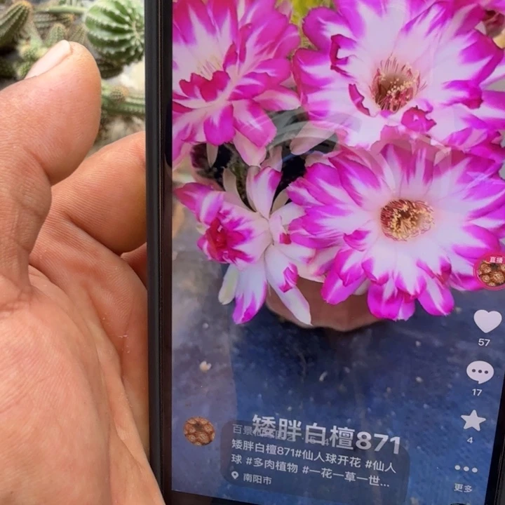 矮胖白檀单颗带跟