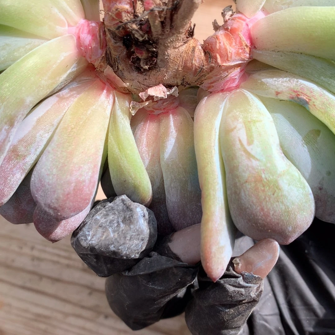 A909售后范围：签收起7天内，录开箱视频